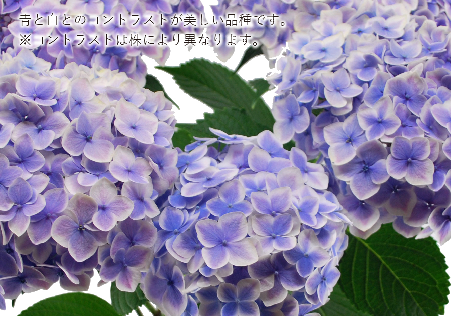 AWTC̔A 肪Ƃ5