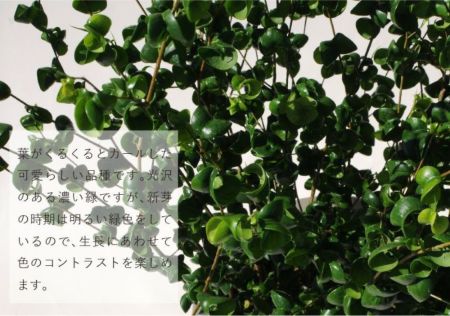 観葉植物 フィカス ベンジャミン バロック 観葉植物とは 観葉植物の