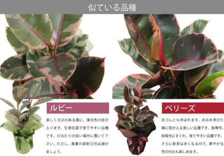 ゴムの木 観葉植物 フィカス ベリーズ 6号鉢 観葉植物とは 観葉植物の