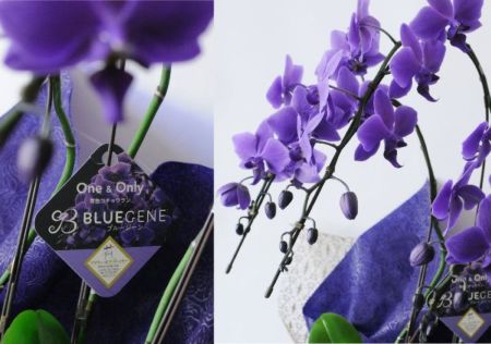ミディ胡蝶蘭 Blue Geneブルージーン3本立 胡蝶蘭・ミディ胡蝶蘭