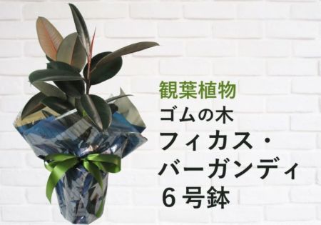 観葉植物 ゴムの木 フィカス バーガンディ 6号鉢 観葉植物 観葉植物 ゴムの木 フィカス バーガンディ 6号鉢 観葉植物