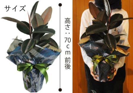 観葉植物 ゴムの木 フィカス バーガンディ 6号鉢 観葉植物とは