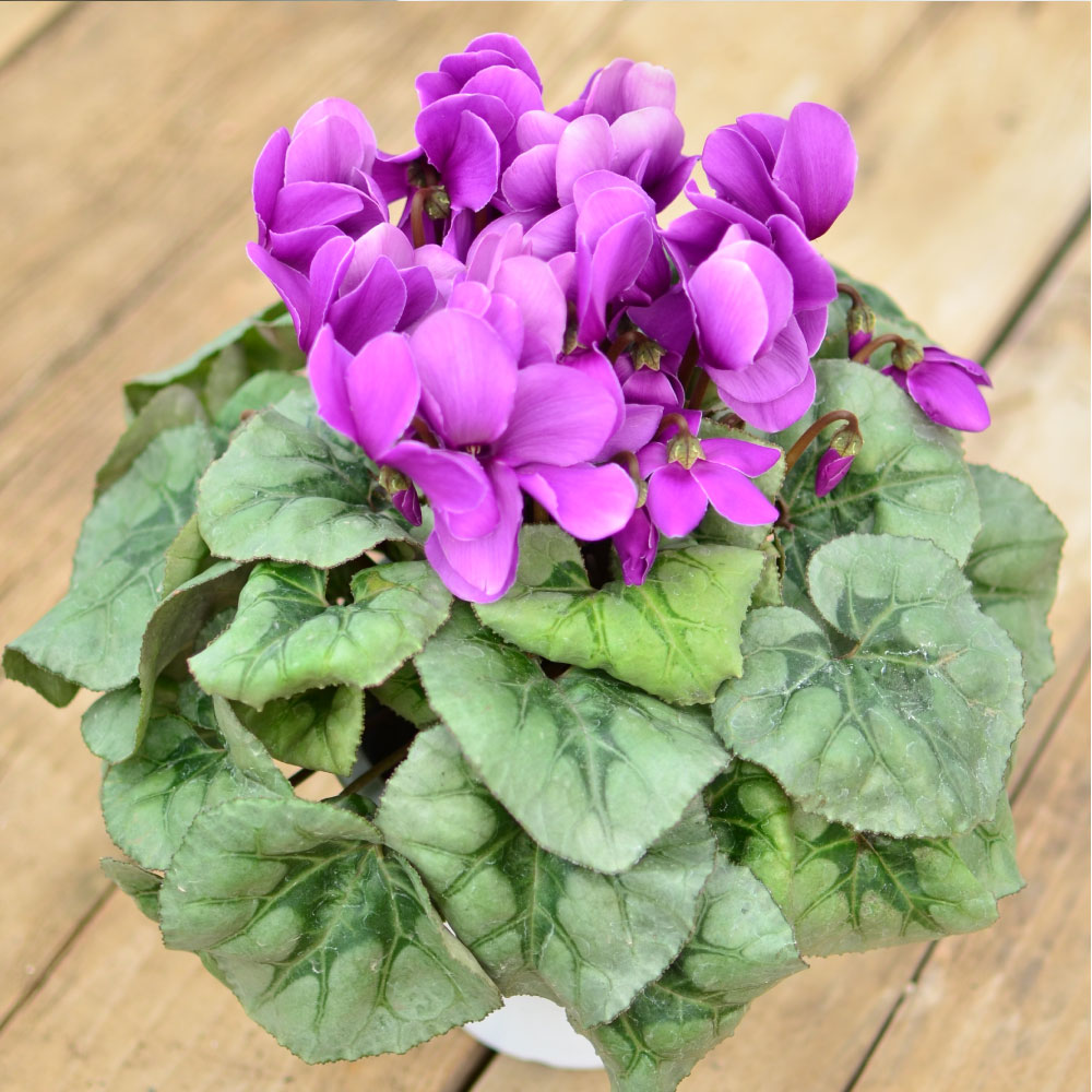 産地直送 シクラメン ユタカブルー5号鉢 鉢花・鉢植え・寄せ鉢