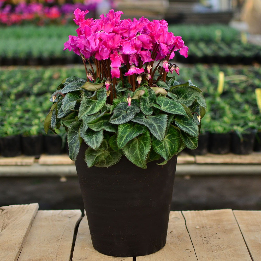 産地直送 シクラメン 8号鉢 シクラメン | エーデルワイス【花の贈り物