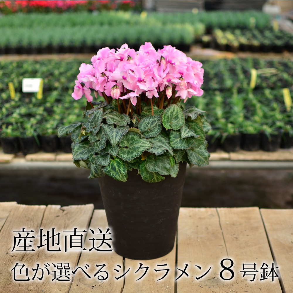 産地直送 シクラメン 8号鉢 シクラメン | エーデルワイス【花の贈り物