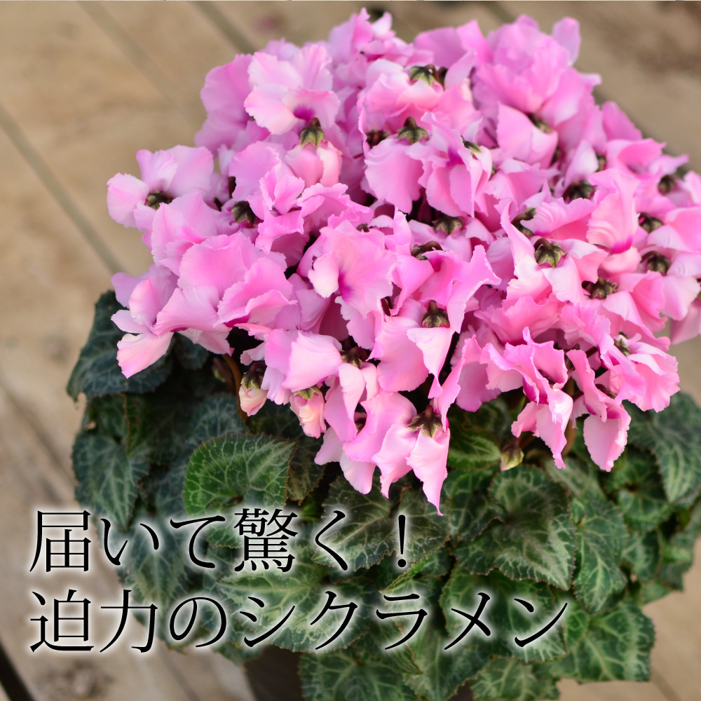 産地直送 シクラメン 8号鉢 シクラメン | エーデルワイス【花の贈り物