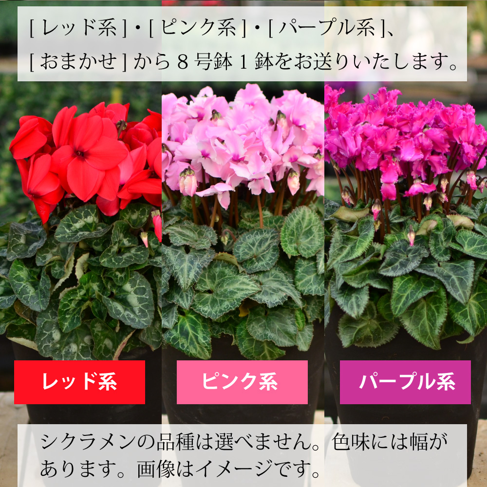 産地直送 シクラメン 8号鉢 シクラメン | エーデルワイス【花の贈り物