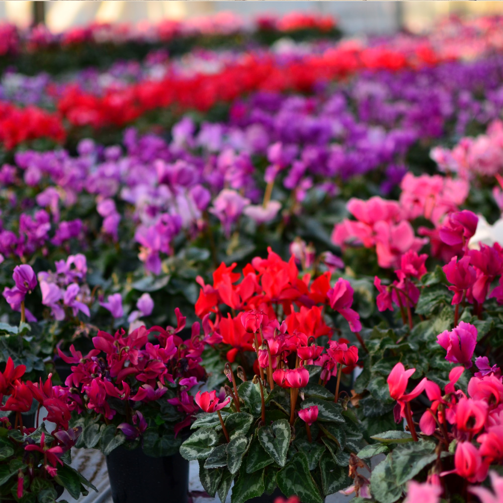 産地直送 シクラメン 8号鉢 シクラメン | エーデルワイス【花の贈り物