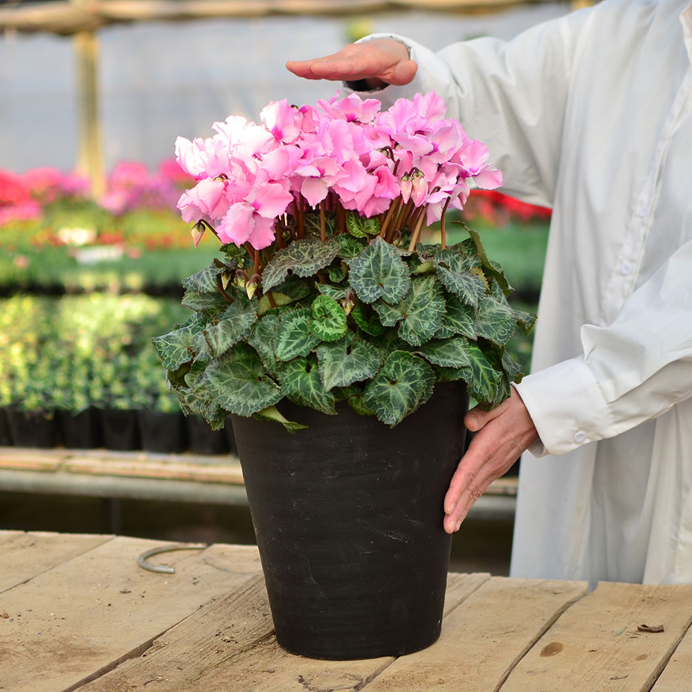 産地直送 シクラメン 8号鉢 シクラメン | エーデルワイス【花の贈り物