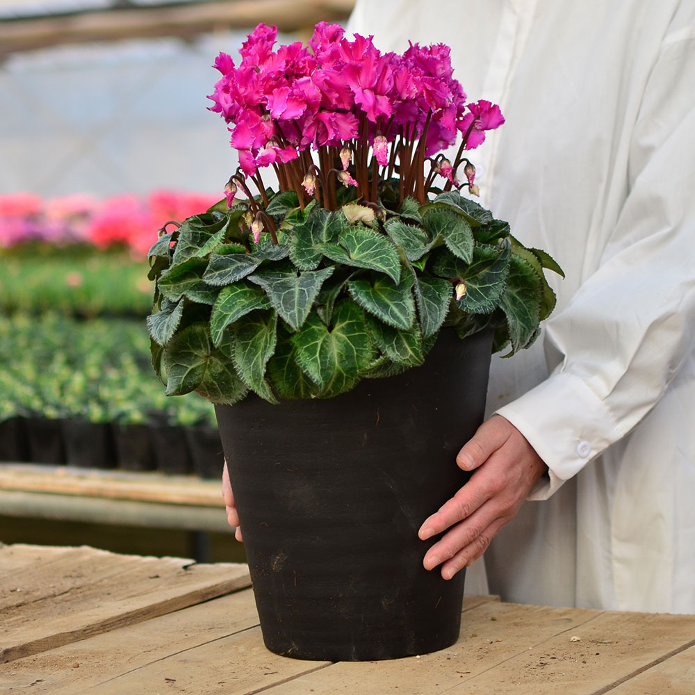 産地直送 シクラメン 8号鉢 シクラメン | エーデルワイス【花の贈り物