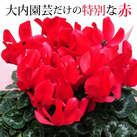 花ページ fit=scale-down,w=1200