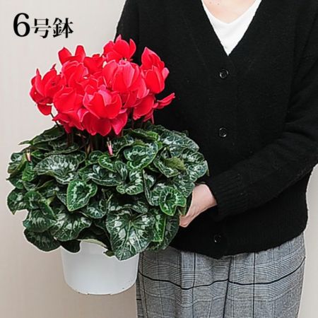 確認用 お花 レターフラワー（FOR YOU / ジニアホワイト）F0号 – パコスフラワー