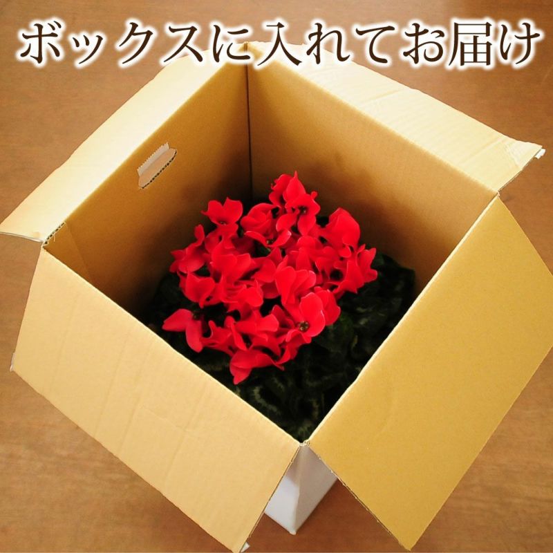 産地直送 シクラメン オオウチレッド 6号鉢 鉢花・鉢植え・寄せ鉢