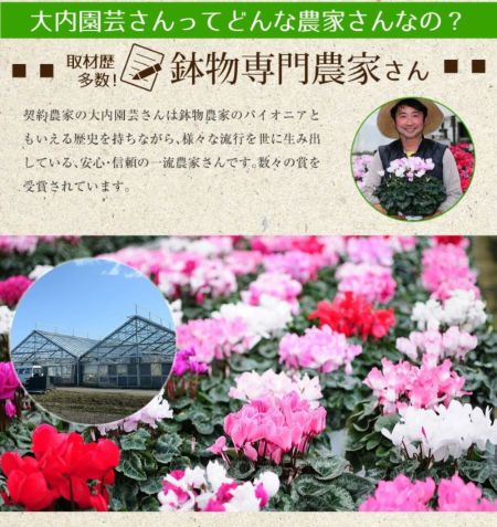 産地直送 シクラメン おまかせ 5号鉢 鉢花・鉢植え・寄せ鉢