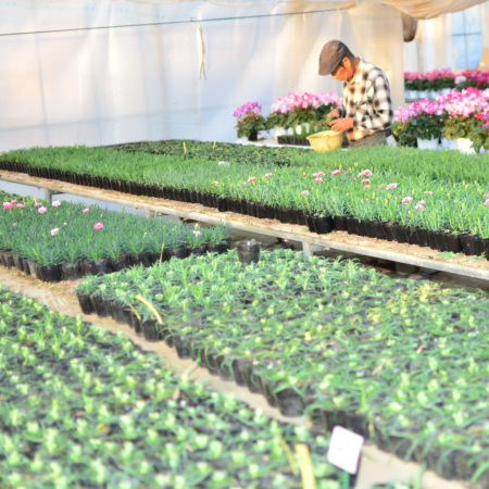 産地直送 シクラメン おまかせ 5号鉢 鉢花・鉢植え・寄せ鉢