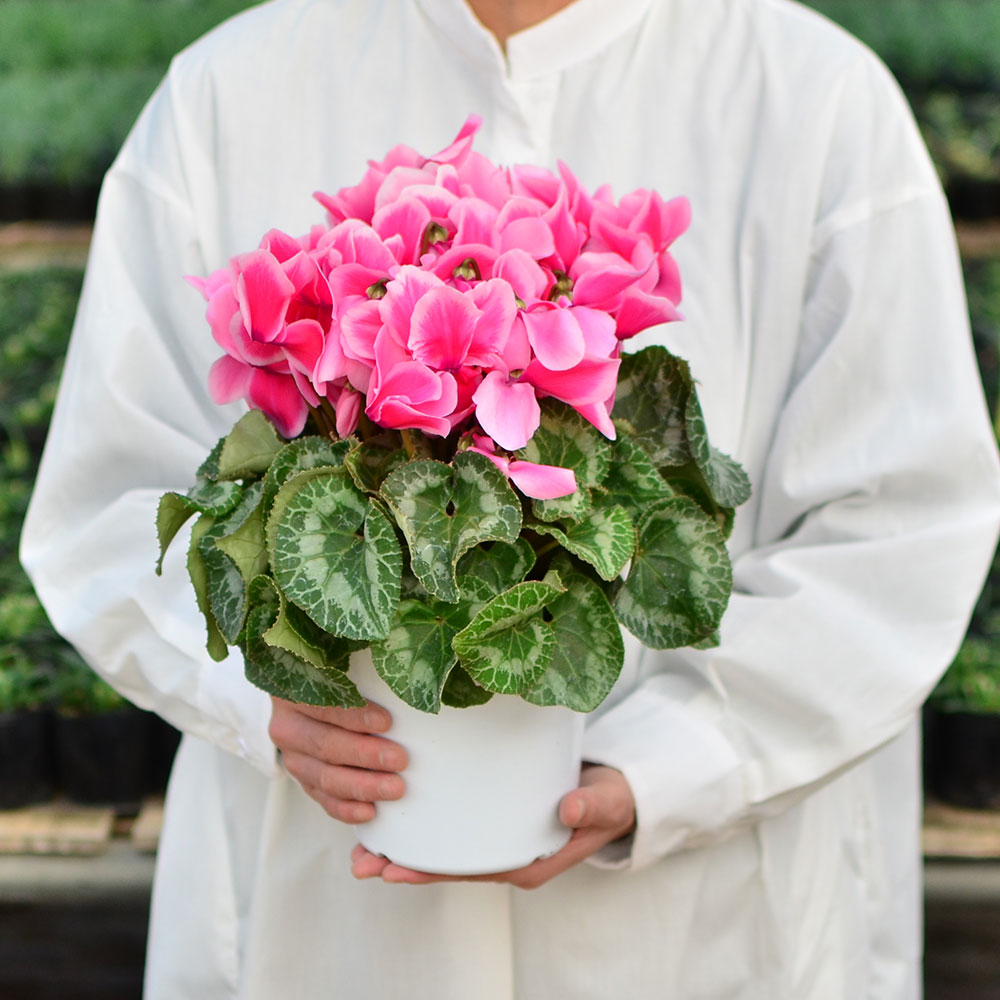 シクラメン苗 シクラメン 2株セット 鉢ごと発送