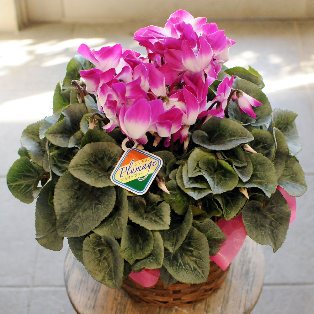 ���ԃC���[�W