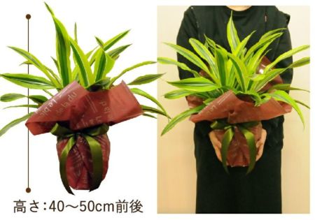観葉植物 ドラセナ ワーネッキー レモンライム 6号鉢 観葉植物 観葉植物 ドラセナ ワーネッキー レモンライム 6号鉢 観葉植物