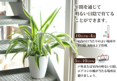 観葉植物 ドラセナ ワーネッキー レモンライム 6号鉢 観葉植物 ハウスプランツ | エーデルワイス【花の贈り物】 フラワーギフト通販 花宅配 水戸市