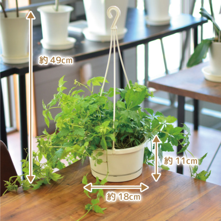 観葉植物 シッサス・ヘンリアーナ 吊り鉢 6号 観葉植物 ハウスプランツ