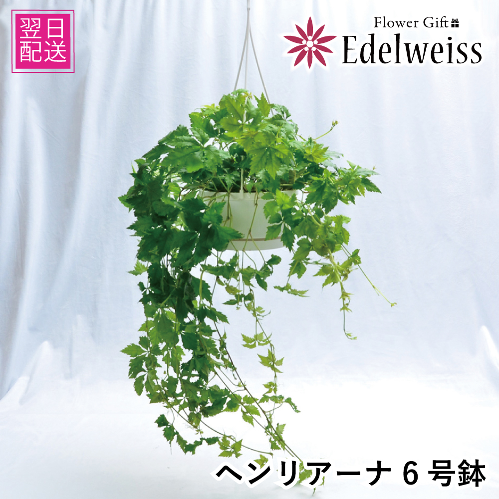 観葉植物 シッサス・ヘンリアーナ 吊り鉢 6号 観葉植物 ハウスプランツ