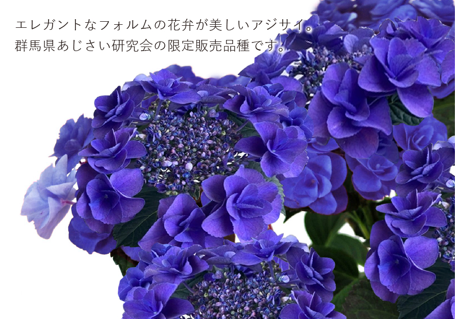 AWTC̔A tFA[u5