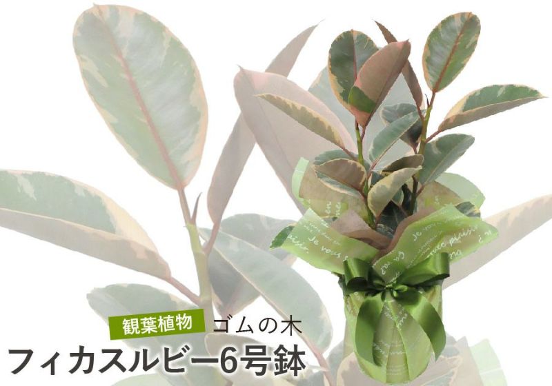 フィカス ルビー 6号鉢 ゴムの木 観葉植物 観葉植物とは 観葉 フィカス ルビー 6号鉢 ゴムの木 観葉植物 観葉植物とは 観葉