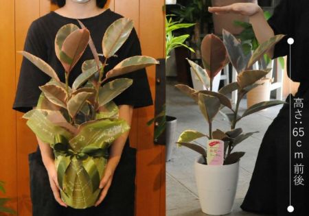 フィカス ルビー 6号鉢 ゴムの木 観葉植物 観葉植物とは 観葉植物の