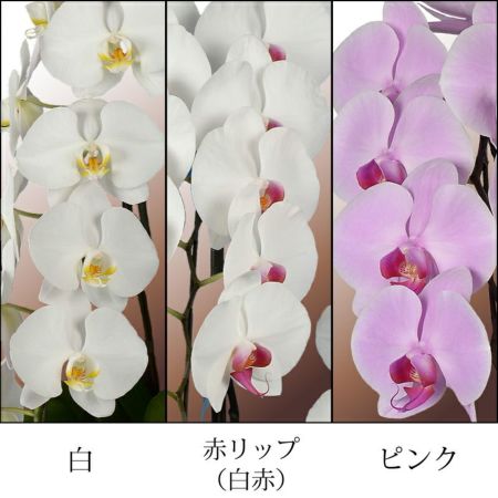 蘭のフレンズ 胡蝶蘭 3本立 39輪以上 8号鉢 産地直送 蘭の