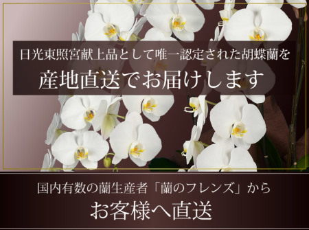新鮮をお届け 毎日入荷 胡蝶蘭1ケース12〜14本入り 極キング》ホワイト5本立ち 胡蝶蘭 - 《生産者 直販》 胡蝶蘭の