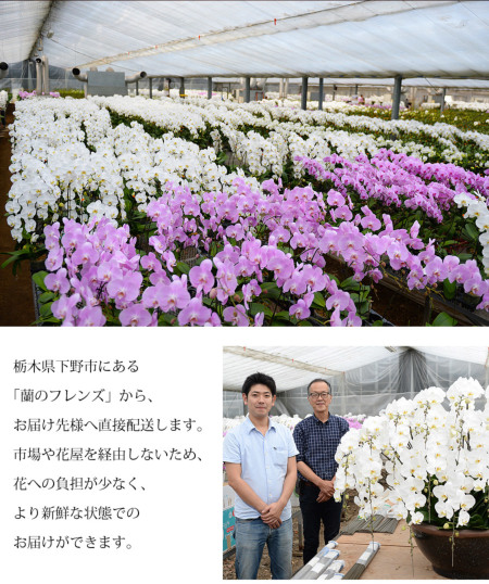 蘭のフレンズ 胡蝶蘭 5本立 55輪以上 8号鉢 産地直送 蘭の