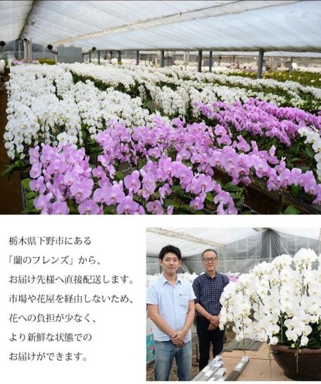蘭のフレンズ ミディー胡蝶蘭 3本立 5.5号鉢 産地直送 蘭の