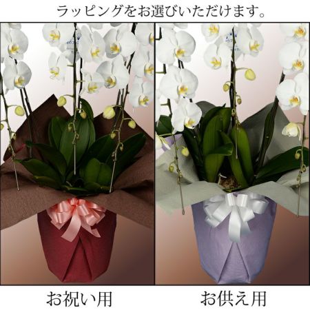 胡蝶蘭　ファレミディ3F シアターローズ 胡蝶蘭 6寸プレゼントお供え　陶器鉢 胡蝶蘭 ファレミディ 3F シアターローズ 胡蝶蘭 6寸プレゼント