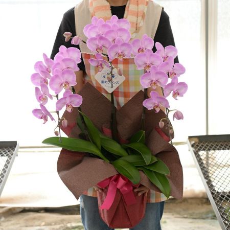 送料無料、ラッピング込み】✨母の日✨紫ミックスバラプリザ