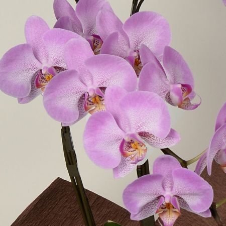 優蘭出品 蘭のフレンズ ミディー胡蝶蘭 3本立 6号鉢 産地直送 蘭のフレンズ 産地