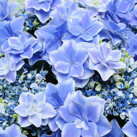 あじさいの鉢植え 銀河 5号鉢 母の日に贈る花 アジサイ(紫陽花 あじさいの鉢植え 銀河 5号鉢 母の日に贈る花 アジサイ(紫陽花