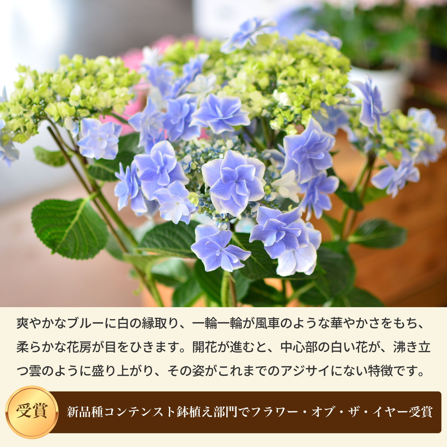 母の日 あじさいの鉢植え 5号鉢 銀河 母の日に贈る花 アジサイ(紫陽花