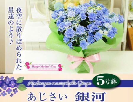 アジサイ　5寸8種8鉢 紫陽花 楽天市場】【開花株】アジサイ（紫陽花・あじさい） 月神 5号鉢