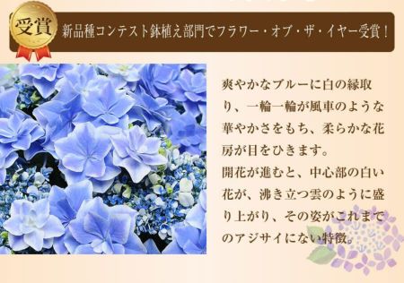 あじさいの鉢植え 銀河 5号鉢 母の日に贈る花 アジサイ(紫陽花