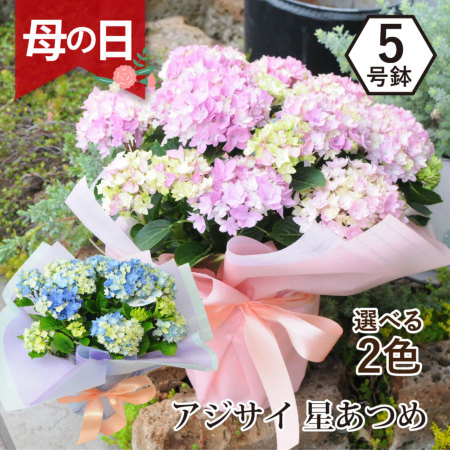 Amazon.co.jp: 紫陽花銀河アジサイ5号サイズ鉢植えあじさい