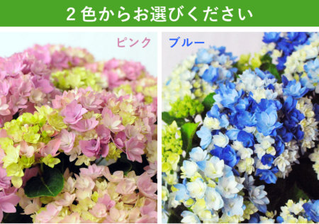 あじさいの鉢植え 星あつめ 5号鉢 母の日に贈る花 アジサイ あじさいの鉢植え 星あつめ 5号鉢 母の日に贈る花 アジサイ