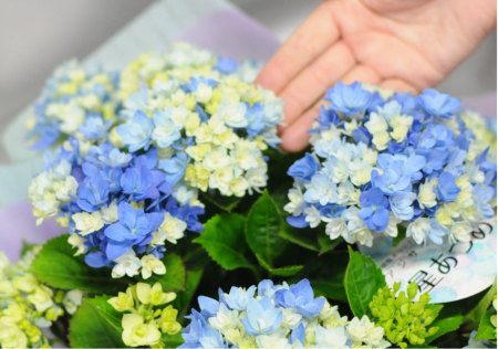 あじさいの鉢植え 星あつめ 5号鉢 母の日に贈る花 アジサイ あじさいの鉢植え 星あつめ 5号鉢 母の日に贈る花 アジサイ