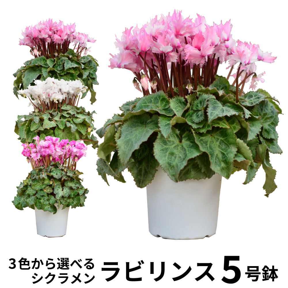産地直送 シクラメン ラビリンス系 5号鉢 鉢花・鉢植え・寄せ鉢