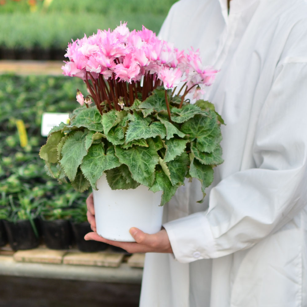 産地直送 シクラメン ラビリンス系 5号鉢 鉢花・鉢植え・寄せ鉢