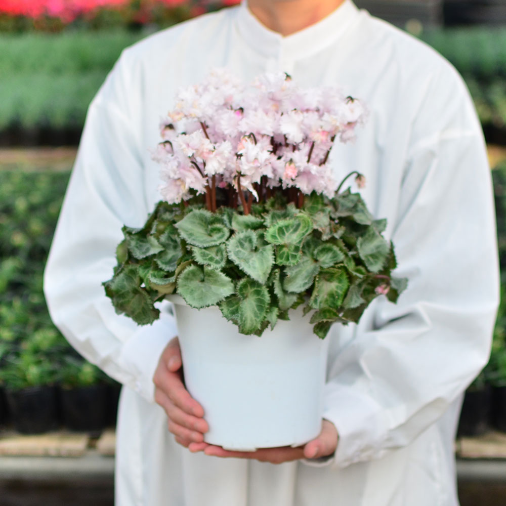 産地直送 シクラメン ラビリンス系 5号鉢 鉢花・鉢植え・寄せ鉢