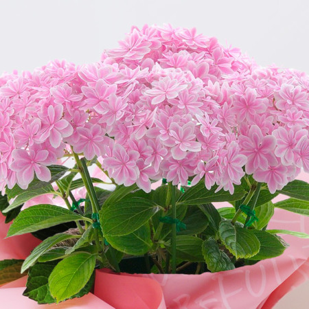 あじさいの鉢植え 万華鏡 ピンク 5号鉢 母の日に贈る花 アジサイ あじさいの鉢植え 万華鏡 ピンク 5号鉢 母の日に贈る花 アジサイ