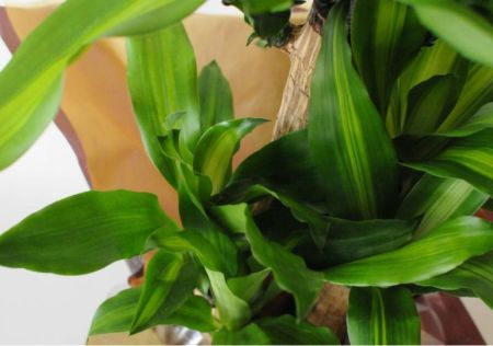 観葉植物 マッサン 幸福の木 ドラセナ マッサンゲアナ7号鉢