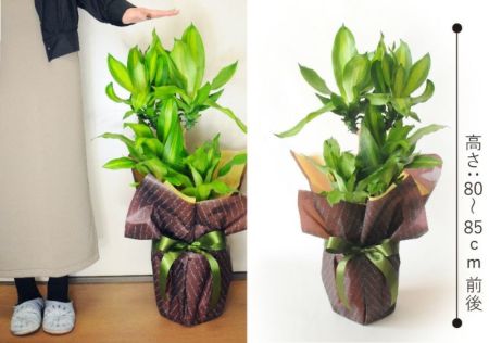 今からセール！定番観葉植物。ドラセナ、マッサン《幸福の木》7号プラ鉢3本立3