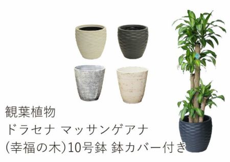 【ブランドマニア⚠広島】香りも魅力な幸福の木ドラセナマッサンゲアナ10号① ブランドマニア様専用⚠広島】香りも魅力な幸福の木ドラセナ