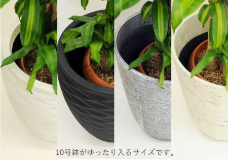 観葉植物 マッサンゲアナ（幸福の木）10号鉢 選べる鉢カバー付き 高級観葉植物 ハウスプランツ | エーデルワイス【花の贈り物】 フラワーギフト通販  花宅配 水戸市